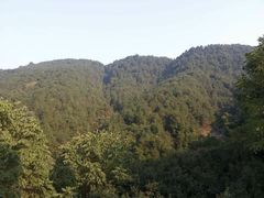 -铁山坪森林公园