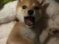 -汉堡王(北京通州领展店)