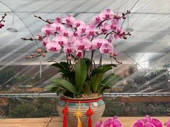 -龙大花卉苗木市场