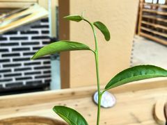 -赋韵岩茶厂(总厂)