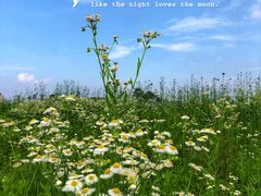 -洋湖国家湿地公园