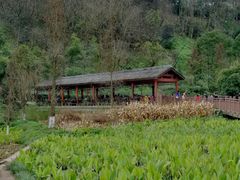 -重庆彩云湖湿地公园