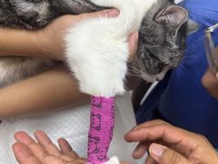 -美联众合动物医院·24h转诊中心