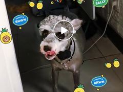 -安安宠医·安宠宠物医院