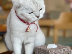 -藏猫猫咖啡主题馆(中央大道店)