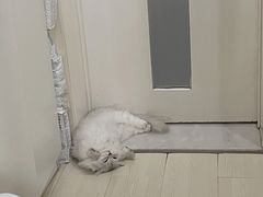 -FAELING PETS美天灵宠物(富力广场店)