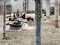 -卧龙中华大熊猫苑神树坪基地