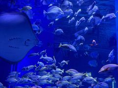 -顺德南宏海立方海洋公园