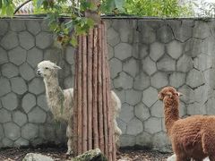 -成都动物园