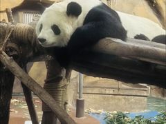 -成都动物园