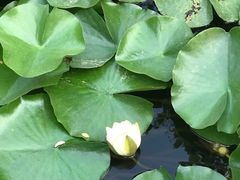 -万源龙顺度假庄园生态观光园