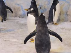 -芜湖新华联大白鲸海洋公园