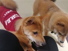 -逗柴咖啡屋·狗咖猫咖宠物桌游
