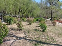 -丁香湖公园