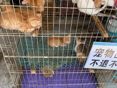 -清平路水族市场