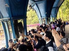 -西双版纳原始森林公园