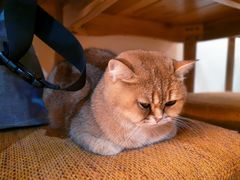 -滚猫咖啡·猫咖·猫友好撸猫(未来城店)