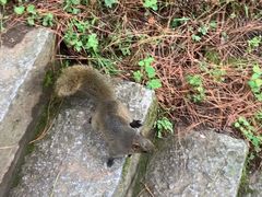 -苍山感通索道