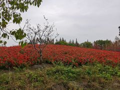 -花开海上生态园