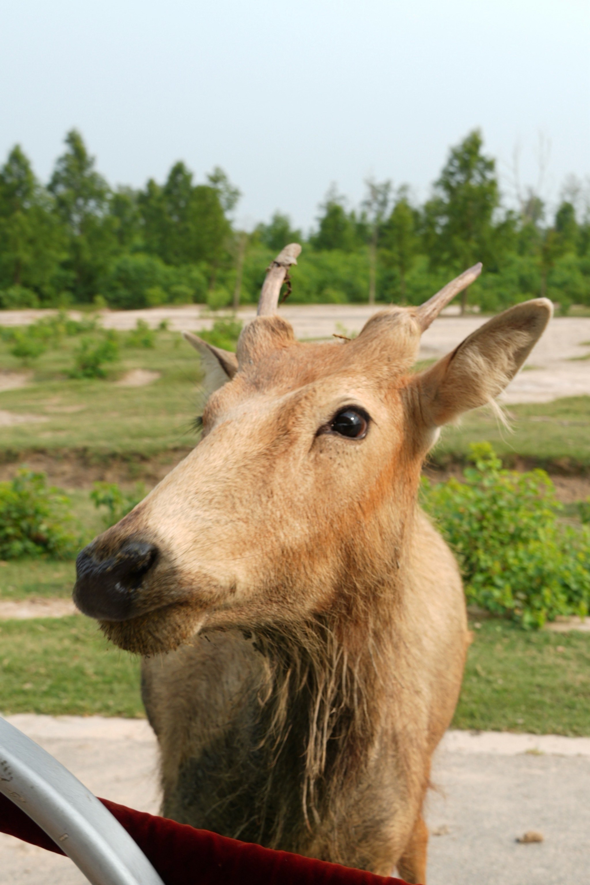 盐城大丰自然保护区随处可见的麋鹿🫎中华麋鹿园野鹿荡旅游攻略