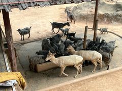-深圳野生动物园