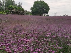 -紫颐香薰山谷景区