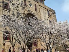 -武汉大学-樱园