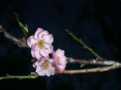 -荔枝公园(福田区)