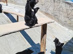 -东方熊牧场