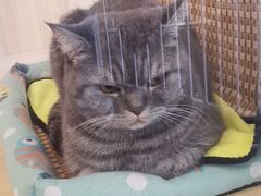 -PETKIT 小佩宠物·低压洗护·美容·寄养(安远店)