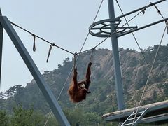 -西霞口神雕山野生动物世界