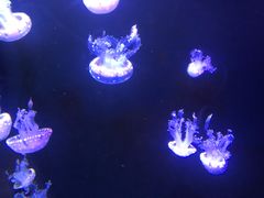 -成都浩海立方海洋公园