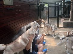 -TrueLove @ Neverland (Husky Cafe)