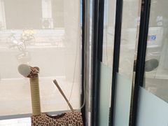 -半岛宠物医院24小时(白果林店)