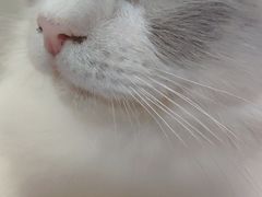 -李小姐の猫咖啡馆(五角场店)
