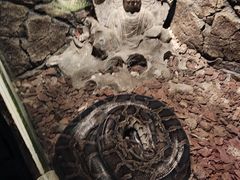 -深圳野生动物园