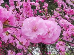 -甘井子公园