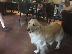 -百好乐宠物友好餐厅(朝外大街店)