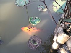 -大湾区中央湿地公园