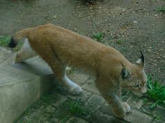 -青藏高原野生动物园