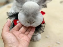 -鑫艺宠物美容培训学校