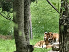 -北京野生动物园