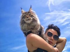 -欣宠猫屋·矮脚拿破仑·蓝金金渐层