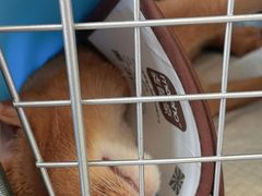 -派联宠物医院·24h·CT·异宠