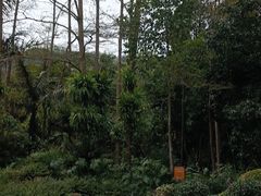 -深圳仙湖植物园