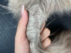 -唐小姐の私宠·宠物洗护美容·撸猫馆·购宠(周浦万达旗舰店)