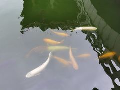 -惠州西湖丰渚园