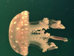 -福州罗源湾海洋世界旅游区