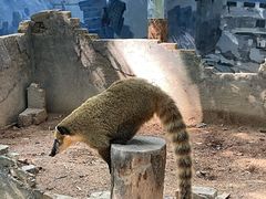 -深圳野生动物园