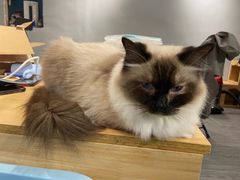 -猫亿天猫咖
